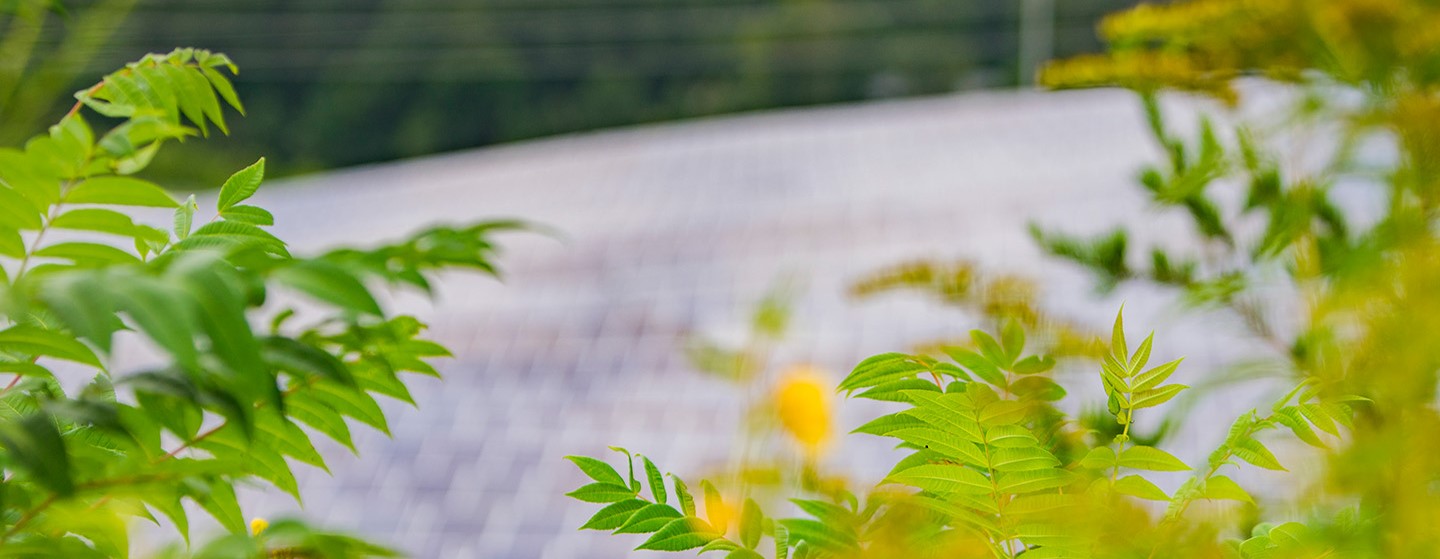 Solar panels with plants in the foreground