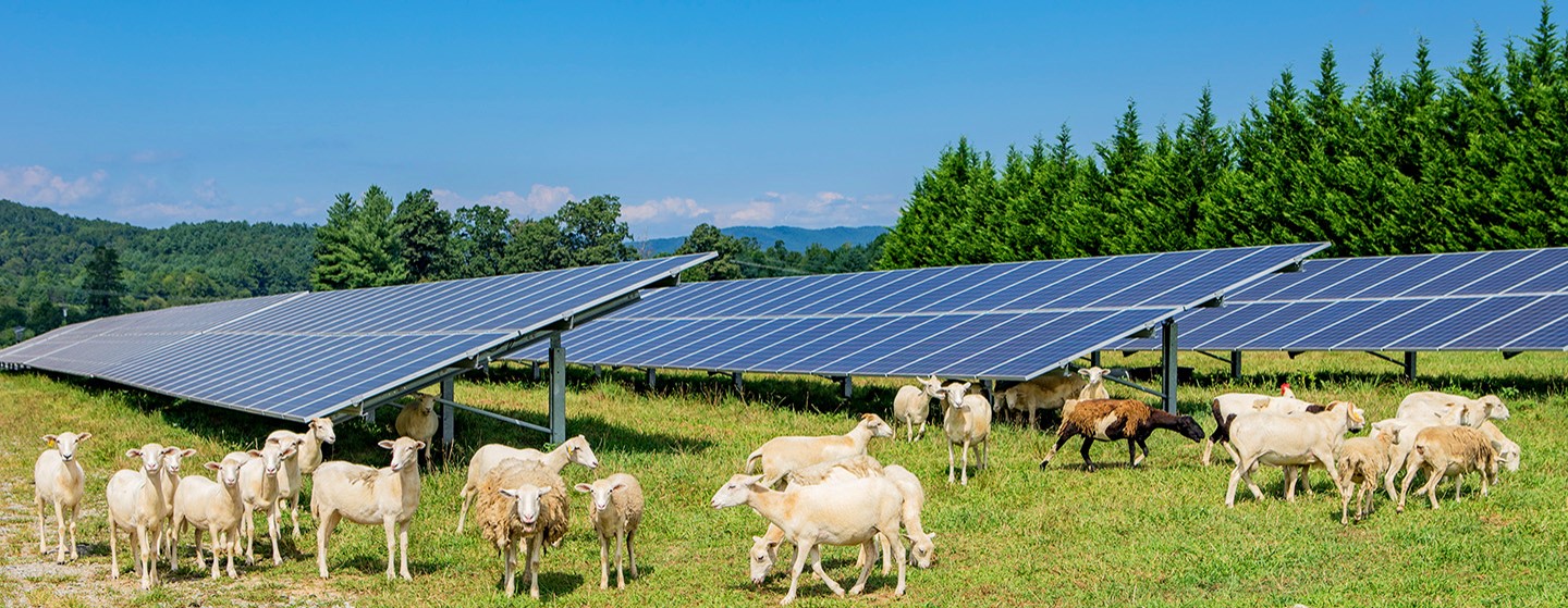 Sheep grazing in front of solar panels