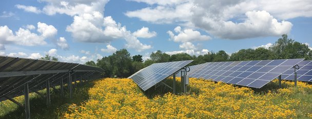 Solar panels with yellow pollinator species