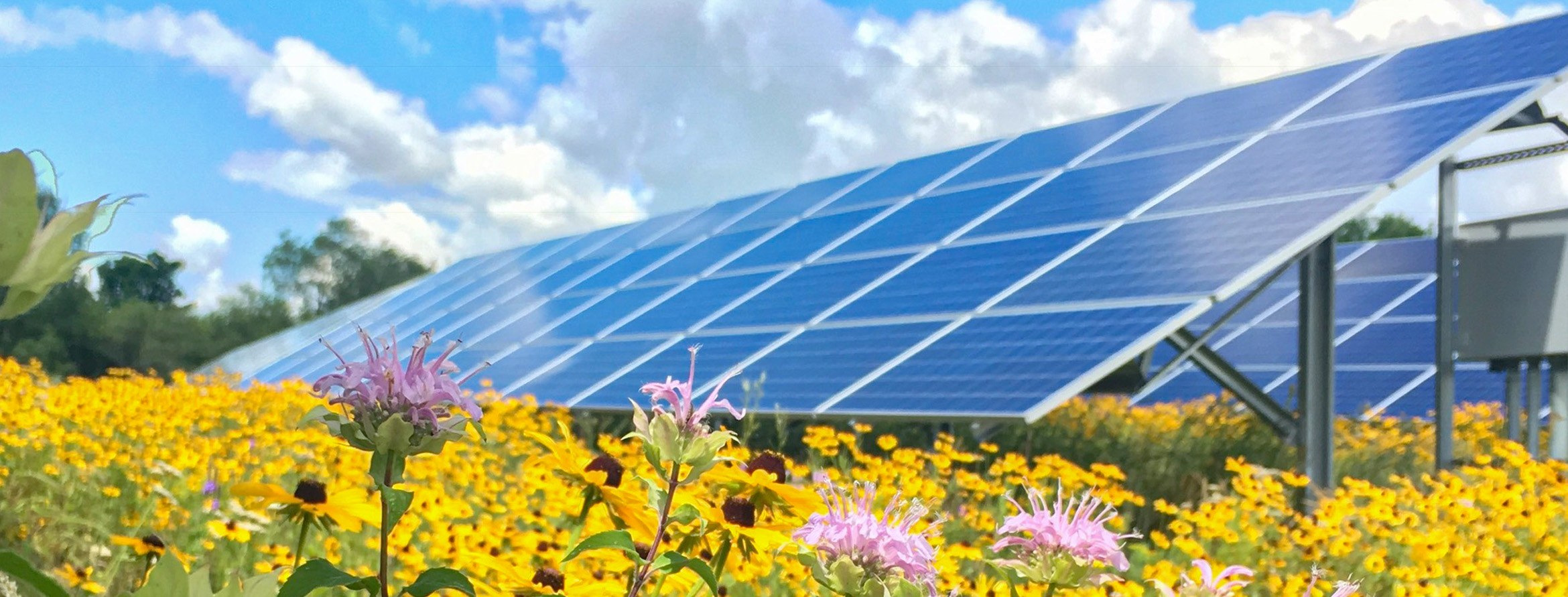 Solar panels with pollinator species and grass. Photo: Rob Davis