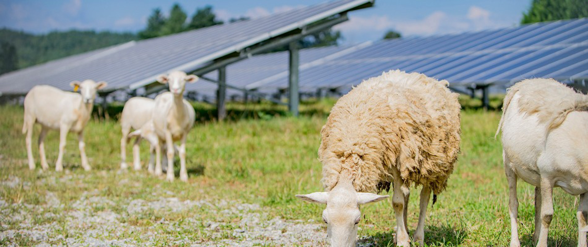Sheep-Grazing-Solar-Panels-I