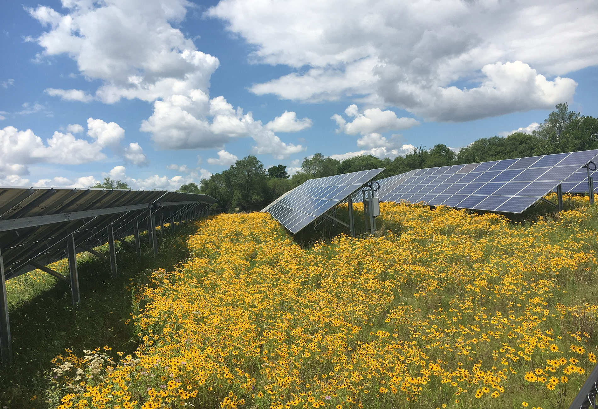 Solar-Farm-Pollinator-Habitat-Flowers-Panels-I.jpg