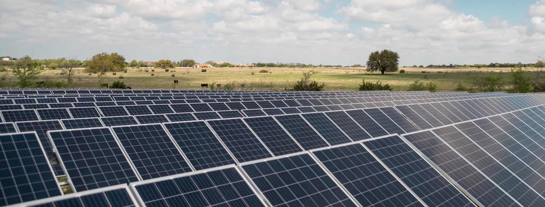Solar panels at Yellow Jacket Solar in Meridian, Texas