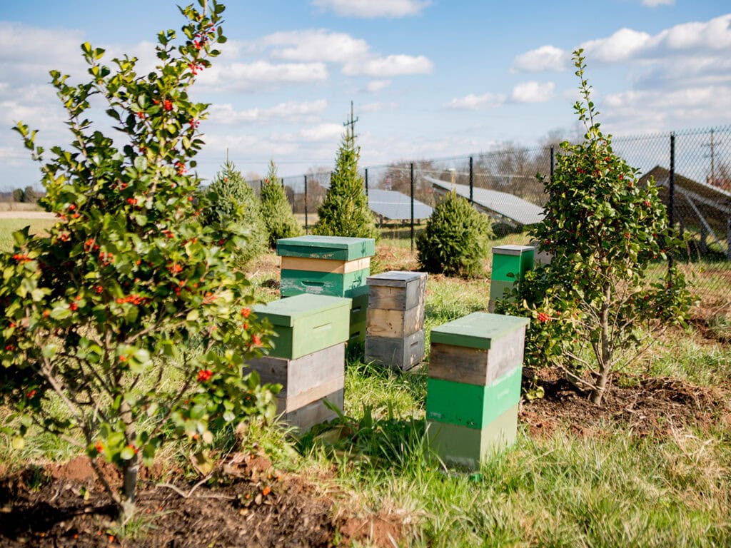 Honeybee boxes sit among small trees outside the fence of a solar facility on a sunny day