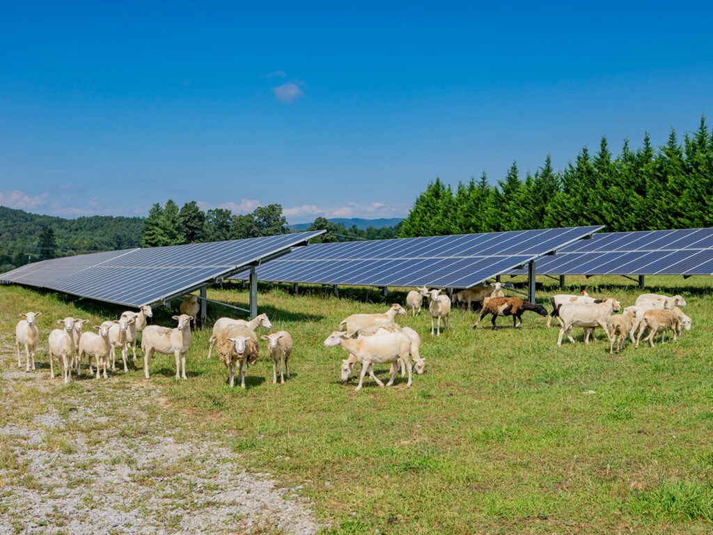 A flock of mostly white sheep walk around and under solar panels in a grassy field