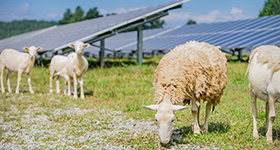 Sheep graze in front of solar panels