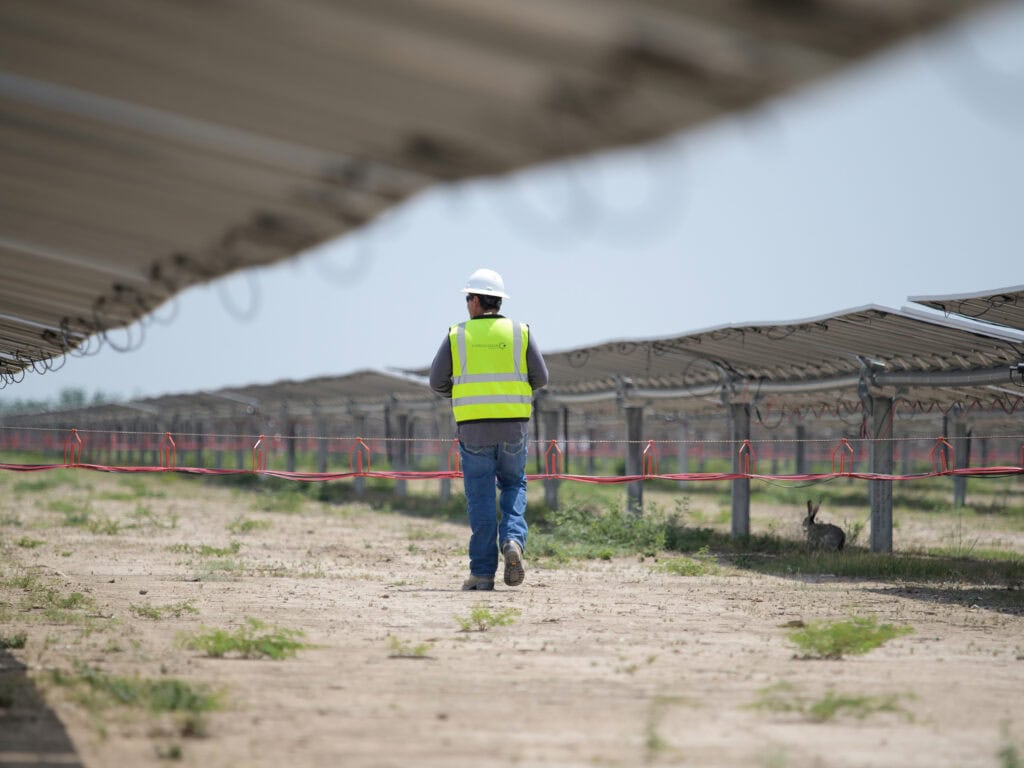 A man walks along a row of solar panels, under one of the panels behind him is the silhouette of a jackrabbit.